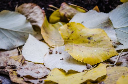 Timisoara, Romania - October 29, 2016: Autumn fallen leaves in the city park of Timisoara, Romania