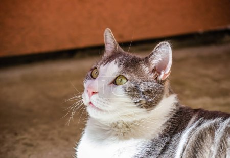 Portrait of a gray and white cat illuminated by the sun.