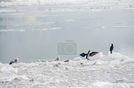 Una bandada de aves en el agua helada del río Danubio debajo de la fortaleza de Petrovaradin, Vojvodina, Novi Sad, Petrovaradin, Serbia.