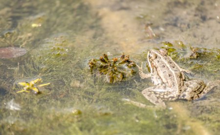 Frosch in seiner natürlichen Umgebung. Grüner Frosch am Ufer des Sumpfes.
