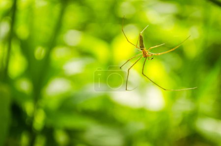 Spider hanging on its spider net. Blurred background with green plants.