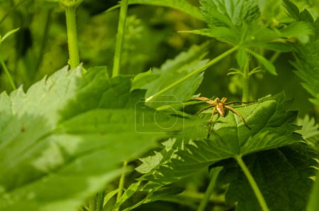Araignée suspendue à son filet d'araignée. Fond flou avec des plantes vertes.