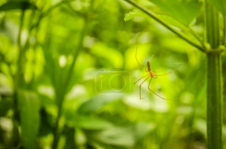 Araña colgando de su red de araña. Fondo borroso con plantas verdes.