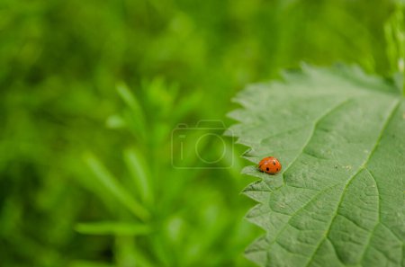 A close-up view of the ladybug insect on a nettle leaf.