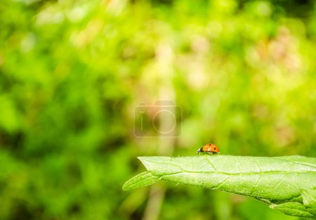 Una vista de cerca del insecto mariquita en una hoja de ortiga.