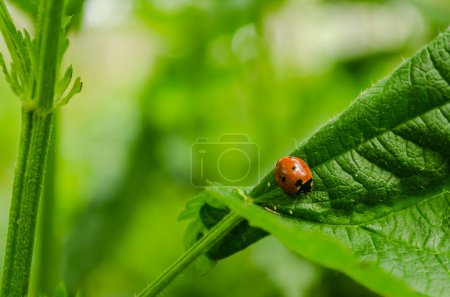 A close-up view of the ladybug insect on a nettle leaf.