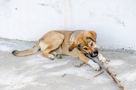 Téléchargez les photos : Le chien jaune se repose dans la cour en jouant avec un morceau de bois. - en image libre de droit