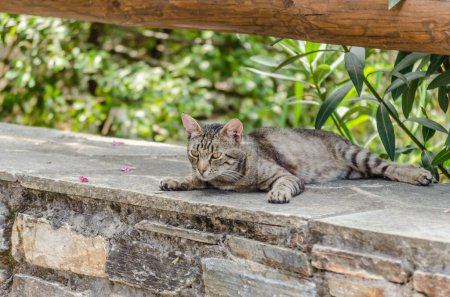 Chat gris avec une queue colorée, assis au soleil du matin.