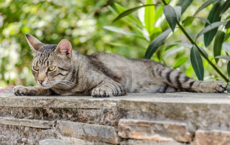 Chat gris avec une queue colorée, assis au soleil du matin.
