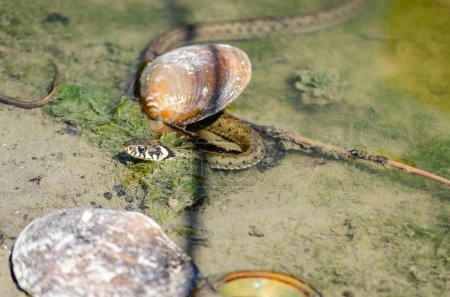 The grass snake in its natural environment. The grass snake swims in swamp water.