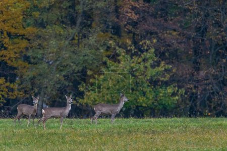 Three straight looking roe deers in a meadow with an autumn colored tree in the background in the White Carpathians in the Czech Republic