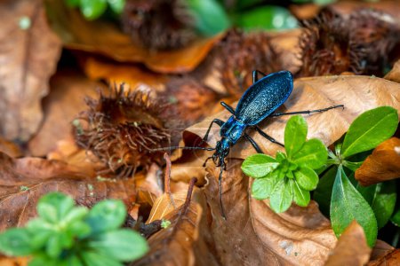 Foto de Beautiful large ground beetle Blue Ground Beetle Carabus intricatus crawling in the forest on fallen beech leaves in the Czech Republic - Imagen libre de derechos