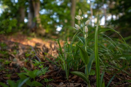 Rare white flowering orchid Cephalanthera damasonium, the white helleborine with a green background in a deciduous forest in Slovakia