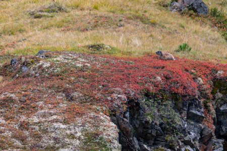 Foto de La marmota alpina sentada en las montañas en otoño con coloridos arándanos en los alpes austriacos en las montañas de Hohe Tauern - Imagen libre de derechos