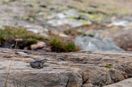 Téléchargez les photos : Grenouille gris-bleu assise sur une pierre dans les montagnesdans les Alpes autrichiennes dans les montagnes Hohe tauern - en image libre de droit