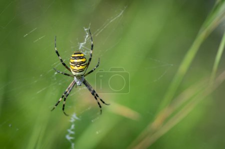 Photo for A colorful yellow spider insect sitting on the grass in the middle of a meadow with a green background in Moravia in the Czech Republic - Royalty Free Image