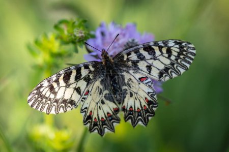 Téléchargez les photos : Papillon Festoon du Sud (Zerynthia polyxena) magnifiquement coloré sur une prairie dans le parc national de Podyji en Moravie en République tchèque - en image libre de droit