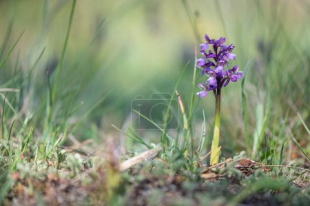 Photo for Beautiful rare orchid green-winged or green-veined weasel (Anacamptis morio) in a meadow with a green background in Moravia, Czech Republic - Royalty Free Image