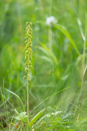 Photo for A beautiful listera ovata orchid protected in the middle of a forest in Moravia in the Czech Republic - Royalty Free Image