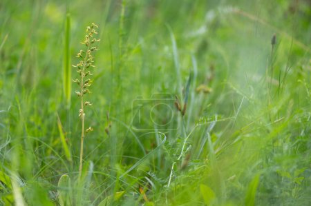 Téléchargez les photos : Une belle orchidée listera ovata protégée au milieu d'une forêt en Moravie en République tchèque - en image libre de droit