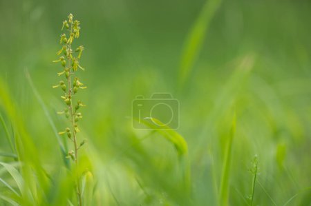 Photo for A beautiful listera ovata orchid protected in the middle of a forest in Moravia in the Czech Republic - Royalty Free Image