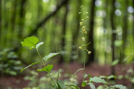 Photo for A beautiful Epipactis orchid protected in the middle of a forest in Moravia in the Czech Republic - Royalty Free Image