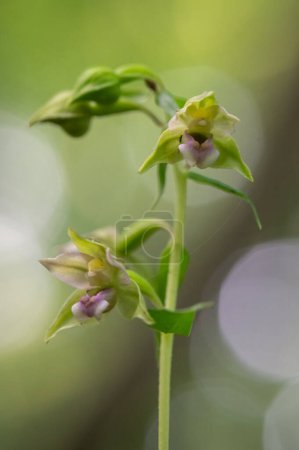 Téléchargez les photos : Une belle orchidée Epipactis protégée au milieu d'une forêt en Moravie en République tchèque - en image libre de droit