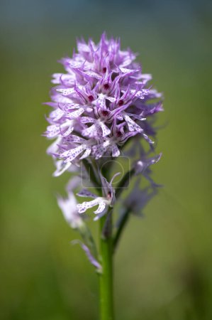 Photo for Beautiful pink orchid Neotinea tridentata protected on a meadow in Moravia in the Czech Republic - Royalty Free Image