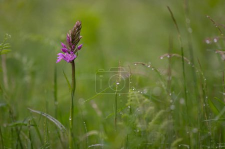 Foto de Orquídea muy rara en prado verde endémica en las montañas de Cárpatos Blancos, República Checa - Imagen libre de derechos