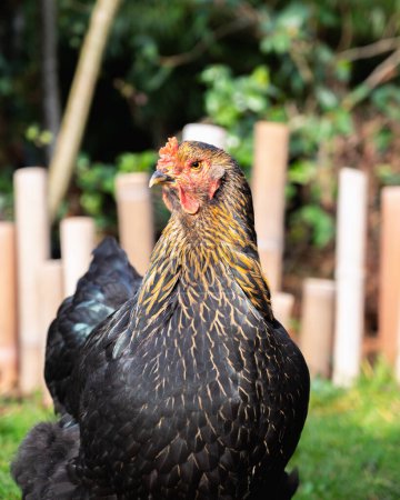 Photo for Brahma hen in nature. Organic brahma hen. Brahma rooster on the loose. Free range laying hen. Collectible hen.Pets in the wild. - Royalty Free Image