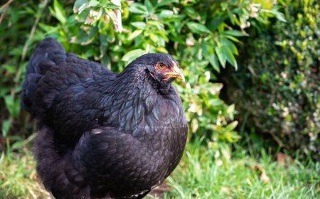 Photo for Brahma hen in nature. Organic brahma hen. Brahma rooster on the loose. Free range laying hen. Collectible hen.Pets in the wild. - Royalty Free Image