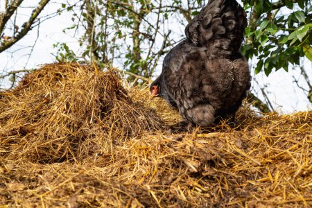 Photo for Black hen looking for food. Brahma breed hen. Close up of free range hen.Freedom concept - Royalty Free Image