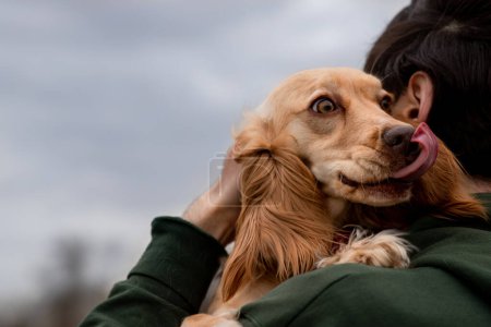 Foto de Un hombre abraza a su perro mientras está al aire libre. Un cocker spaniel con la lengua colgando yace en el hombro de sus dueños. Foto de alta calidad - Imagen libre de derechos