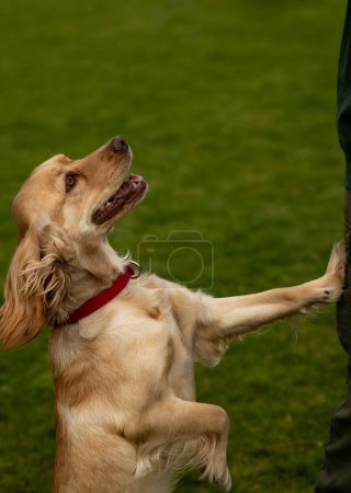 Photo for Photograph of a cocker spaniel standing on its hind legs. A spaniel puppy stands on the grass with its front paw resting on its owners leg. High quality photo - Royalty Free Image
