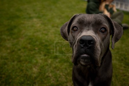 Photo for A brown labrador stands on the grass and looks into the camera. Outdoor photo of a Labrador standing on the grass in the park. High quality photo - Royalty Free Image