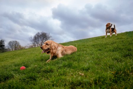 Photo for A cocker spaniel is lying on the grass next to a small red ball. A beagle and a cocker spaniel are sitting on the grass against a cloudy sky. High quality photo - Royalty Free Image