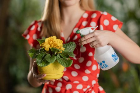 Foto de La mujer está regando flores amarillas en la olla. Vídeo en cámara lenta de una chica haciendo jardinería en casa. La mujer se está encargando de su plan casero. Imágenes FullHD de alta calidad - Imagen libre de derechos