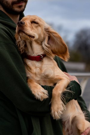 Foto de El cocker spaniel se sienta en los brazos de su dueño. Vista recortada de un hombre barbudo con una chaqueta verde sosteniendo un perro en sus brazos. Foto de alta calidad - Imagen libre de derechos