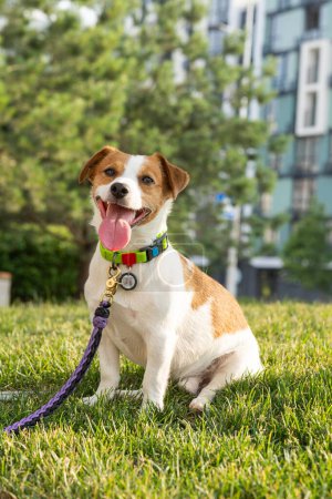 Téléchargez les photos : Un mignon petit chien Jack Russell Terrier est assis sur la pelouse avec une laisse violette et un collier coloré autour du cou. Un animal satisfait avec un regard intelligent se repose après une promenade dans la cour. Poses et regarde le - en image libre de droit