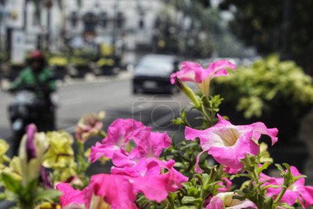 Photo for Selective focus. Bright color of Petunia axillaris flowers blooming on the sunny day light. Blurry background. - Royalty Free Image
