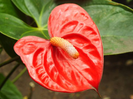 Téléchargez les photos : Plante maison rouge Anthurium dans le jardin. Anthurium andraeanum. Fleurs de flamant rose ou Anthurium andraeanum symbolisent l'hospitalité. - en image libre de droit