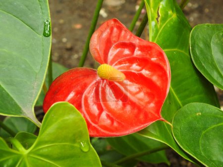 Téléchargez les photos : Plante maison rouge Anthurium dans le jardin. Anthurium andraeanum. Fleurs de flamant rose ou Anthurium andraeanum symbolisent l'hospitalité. - en image libre de droit