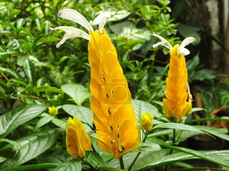 Pachystachys lutea o flor de piruleta amarilla. Cerrar flor de color brillante. Macro o flores florecientes enfoque selectivo