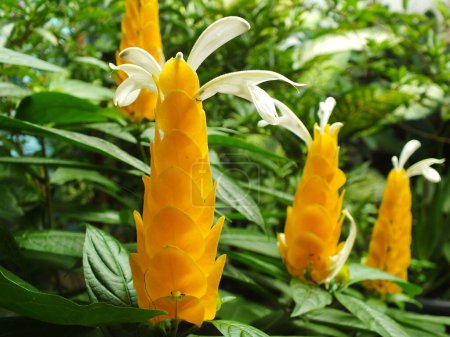 Pachystachys lutea ou fleur de sucette jaune. Fermer fleur de couleur vive. Macro ou focus sélectif floraison des fleurs
