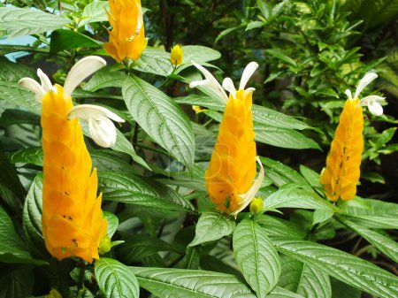 Téléchargez les photos : Pachystachys lutea ou fleur de sucette jaune. Fermer fleur de couleur vive. Macro ou focus sélectif floraison des fleurs - en image libre de droit
