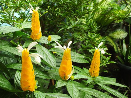 Pachystachys lutea ou fleur de sucette jaune. Fermer fleur de couleur vive. Macro ou focus sélectif floraison des fleurs