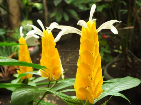Pachystachys lutea or Yellow lollipop Flower. Close up bright color flower. Macro or selective focus blooming flowers