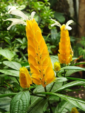 Pachystachys lutea oder Gelber Lutscher. Nahaufnahme helle Farbe Blume. Makro- oder selektiver Fokus blühende Blumen