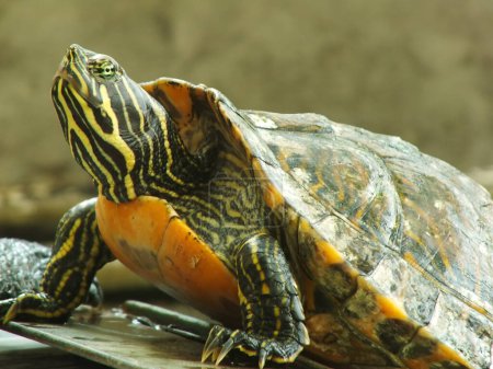 A close up shot of a red eared turtle, Trachemys scripta elegans, resting in sunlight. Painted turtle is a reptile familiar to become a pet for some hobbyist.