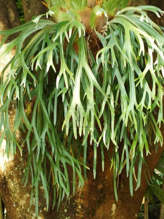 Hirschgeweihe sind eine Art epiphytische Pflanze, eine Pflanze, die sich an andere Objekte oder Bäume heftet, ohne der Pflanze zu schaden, die sie beherbergt. Platycerium holttumii Joncheere Hennipman.